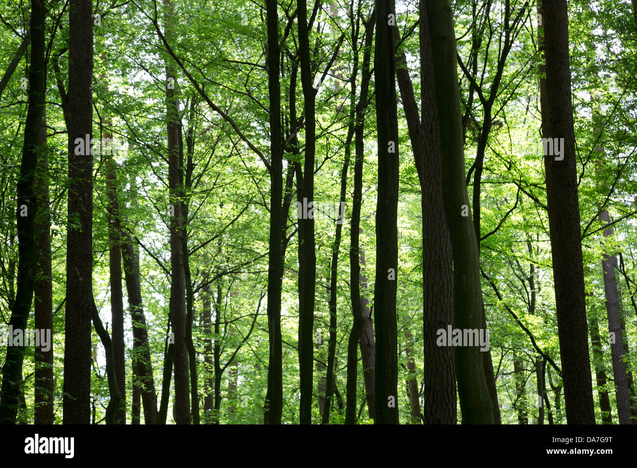 Foresta di primavera in Polonia Foto Stock