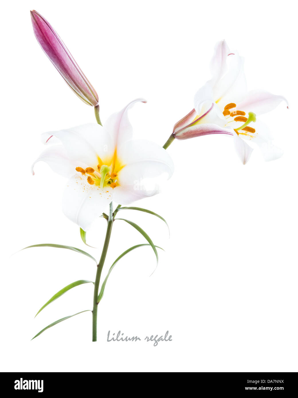 Regal lily (Lillium regale) tromba giglio fiorito bud e lascia sullo sfondo bianco luglio Inghilterra UK Europa Foto Stock