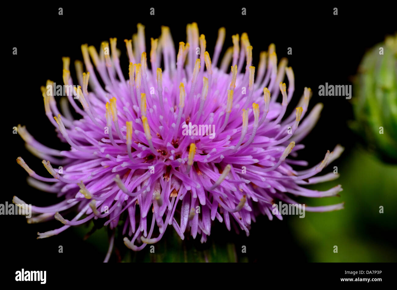 Thistle Blossom closeup macro che mostra il fiore. Foto Stock