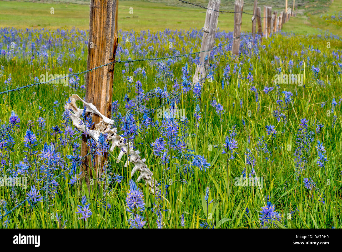 Malsicuro antica recinzione con un animale morto e fiori Foto Stock
