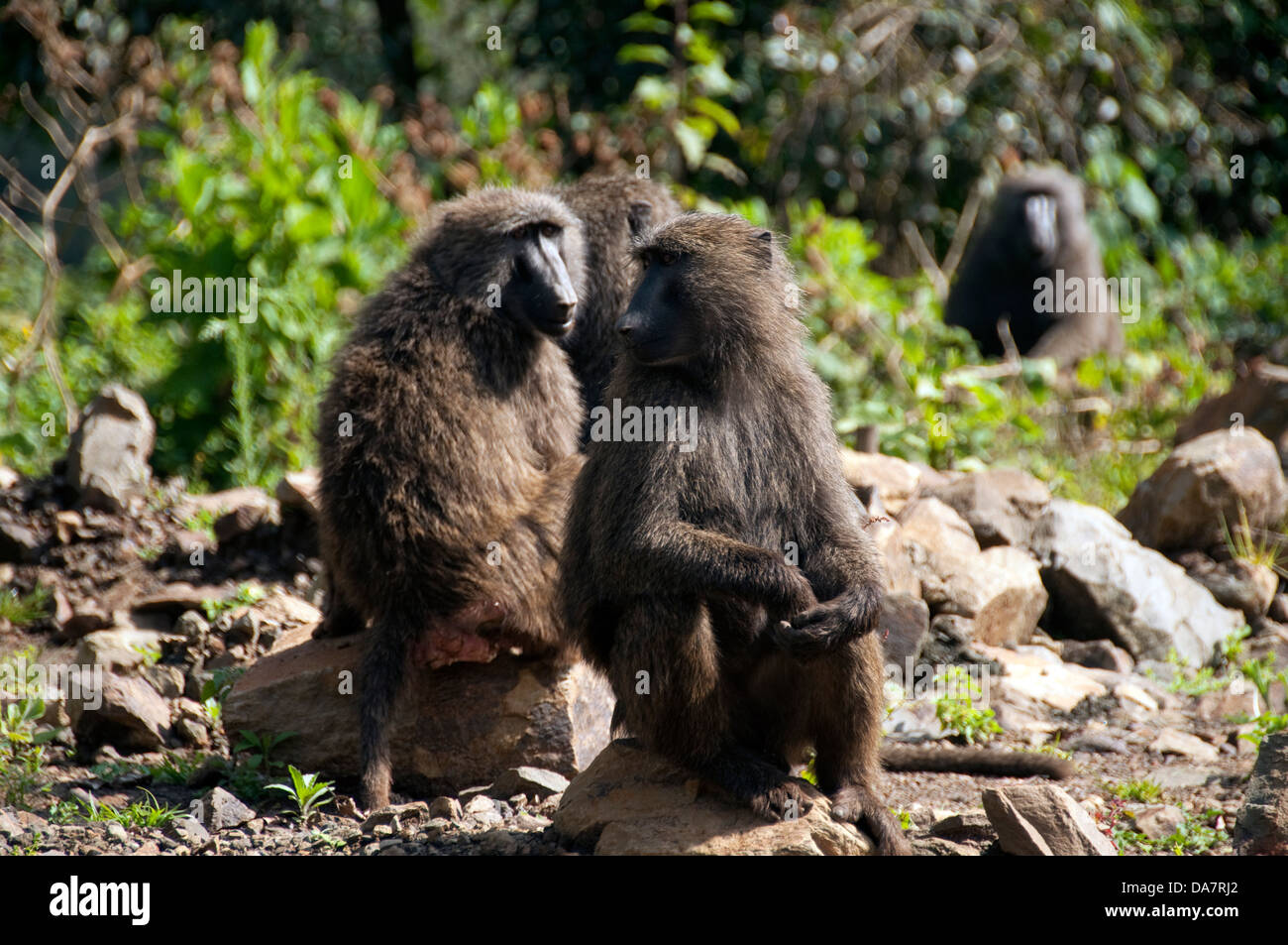 I babbuini sul lato della strada, Etiopia Foto Stock