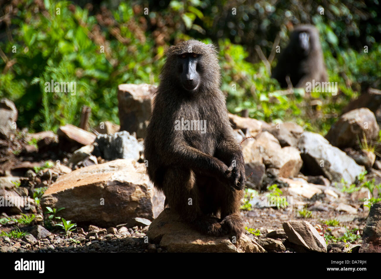 Babbuino sul lato della strada, Etiopia Foto Stock