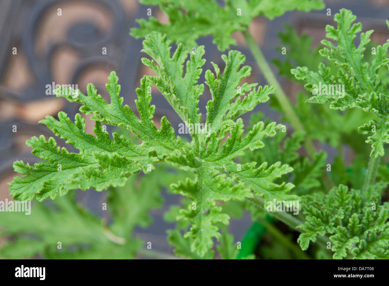 Primo piano delle foglie verdi di una pianta di citronella la cui fragranza  è utilizzata come repellente naturale per insetti e nel profumo Foto stock  - Alamy