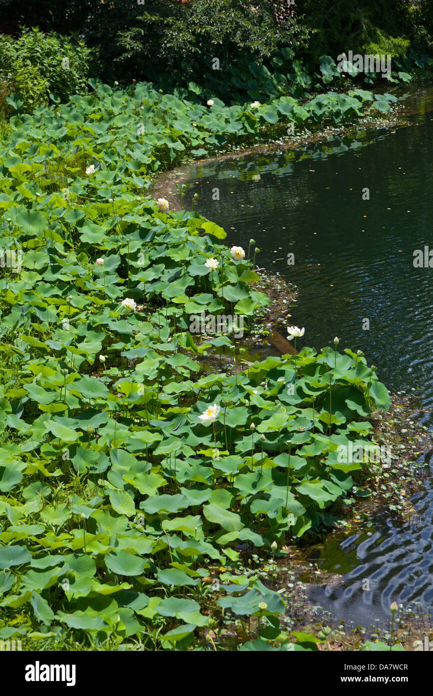 Lily pad sul bordo dell'acqua Foto Stock