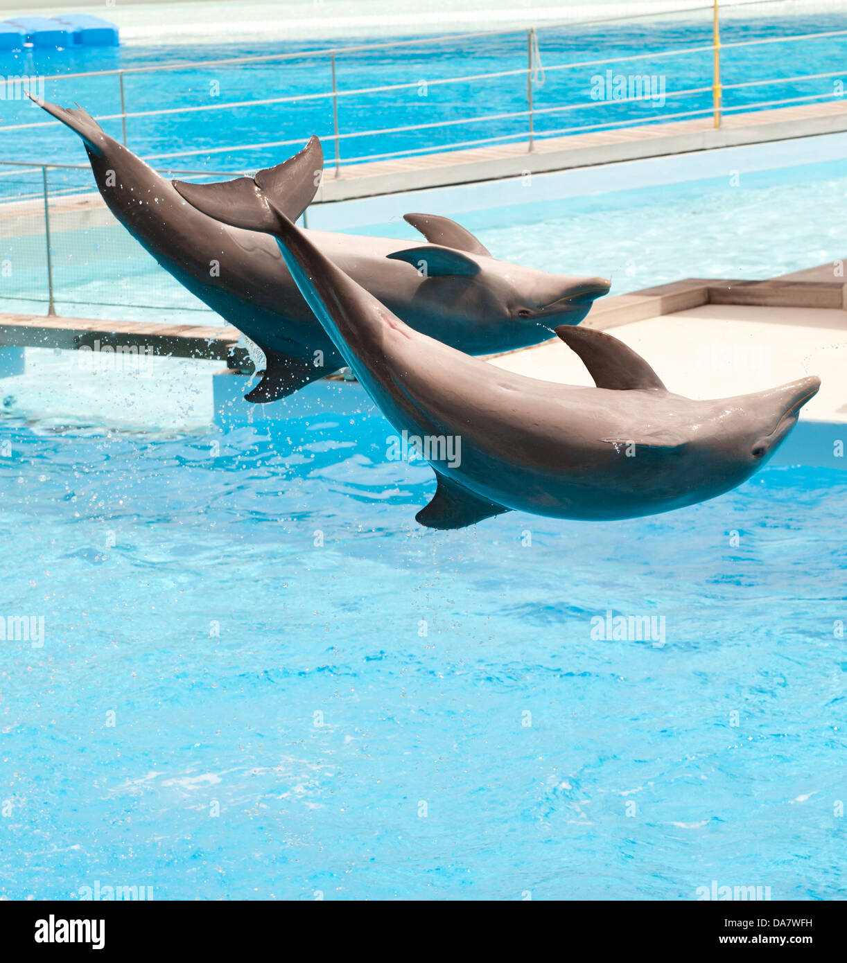 Due delfini saltando in piscina durante lo spettacolo acrobatico Foto Stock