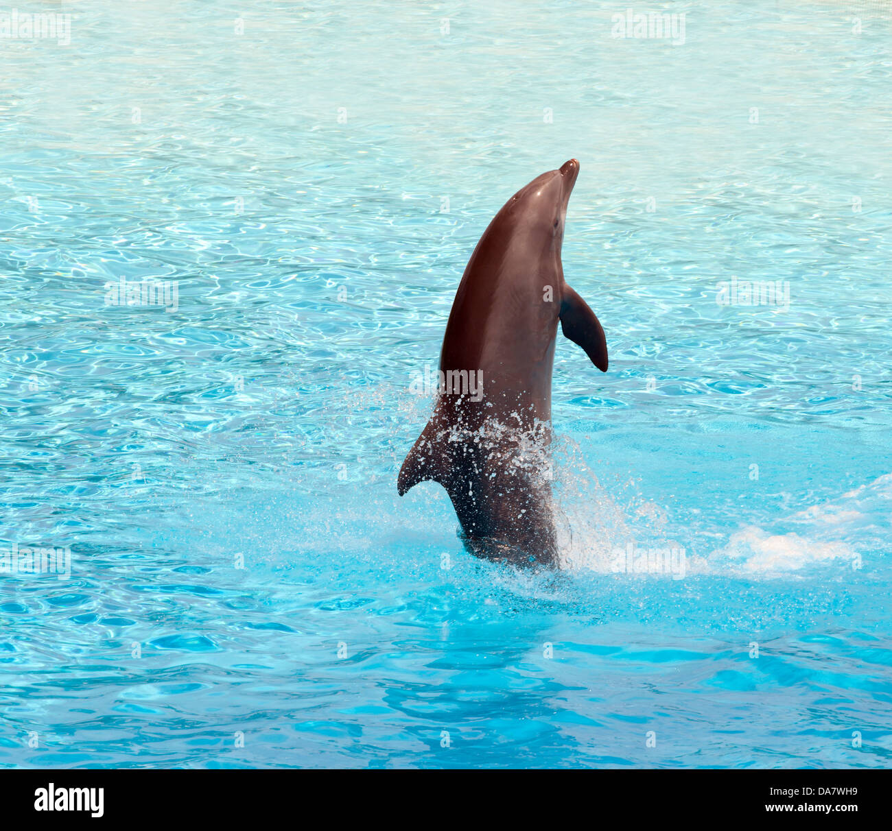 Dolphin saltando in piscina durante lo spettacolo acrobatico Foto Stock