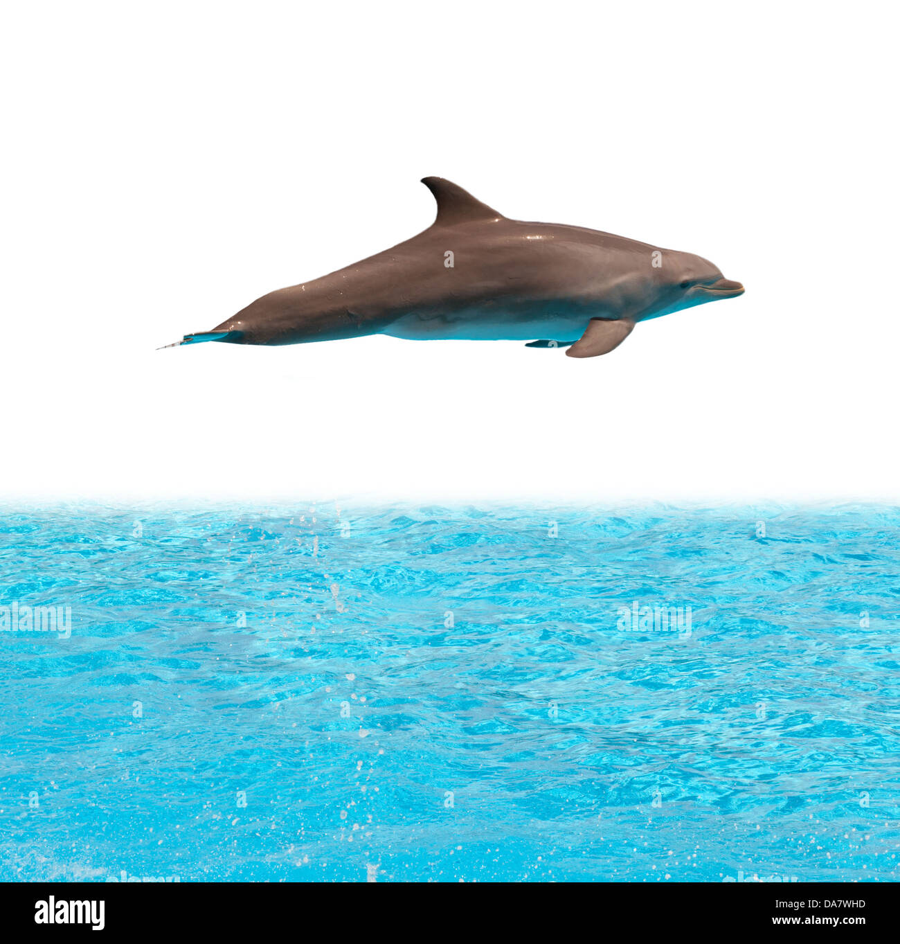 Dolphin il salto in piscina su sfondo bianco Foto Stock