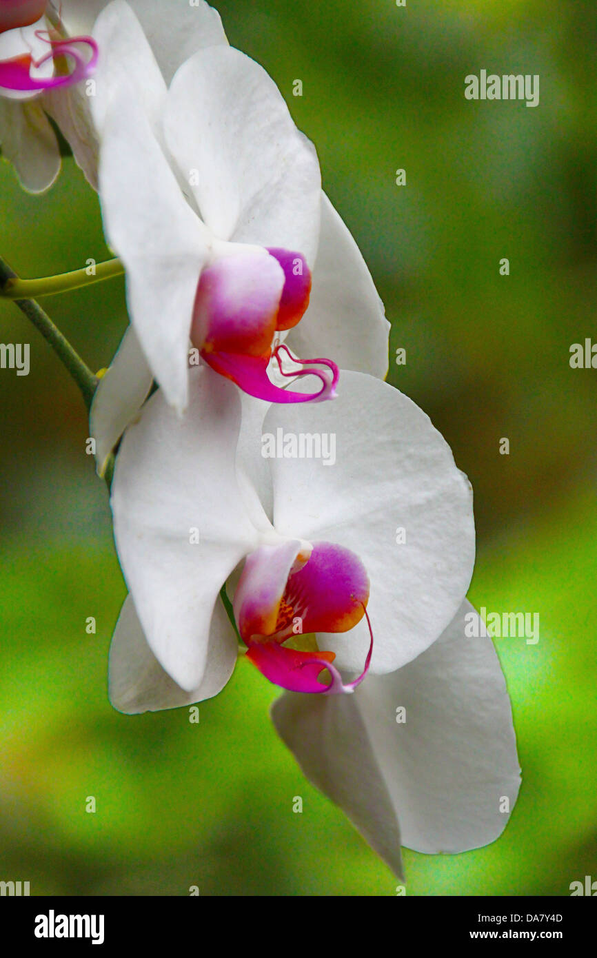 Tree-orchid su un bambù nel giardino botanico di Bogor, Indonesia Foto Stock