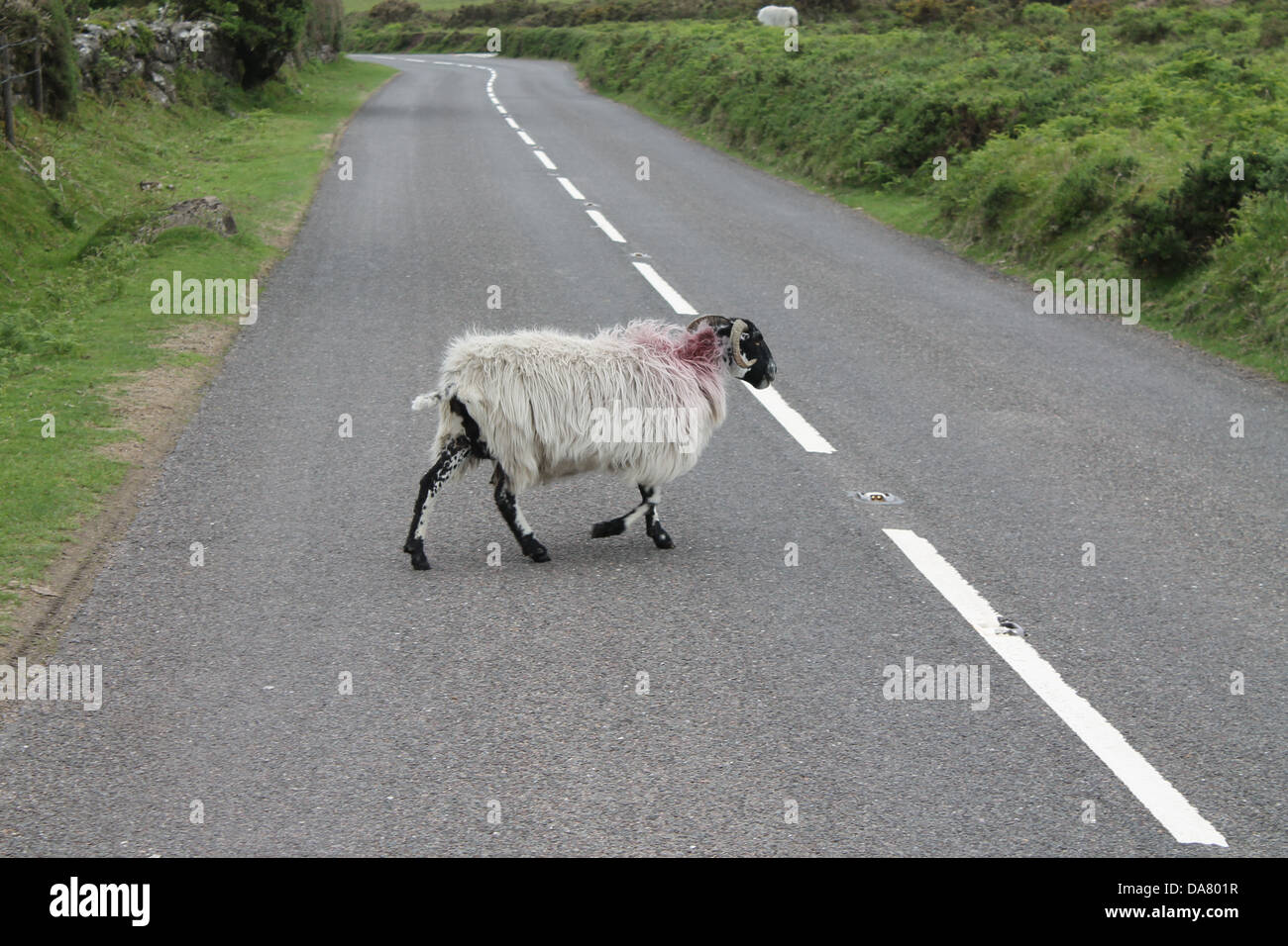 Faccia nera di Ram attraversando la strada a Dartmoor Inghilterra. Foto Stock