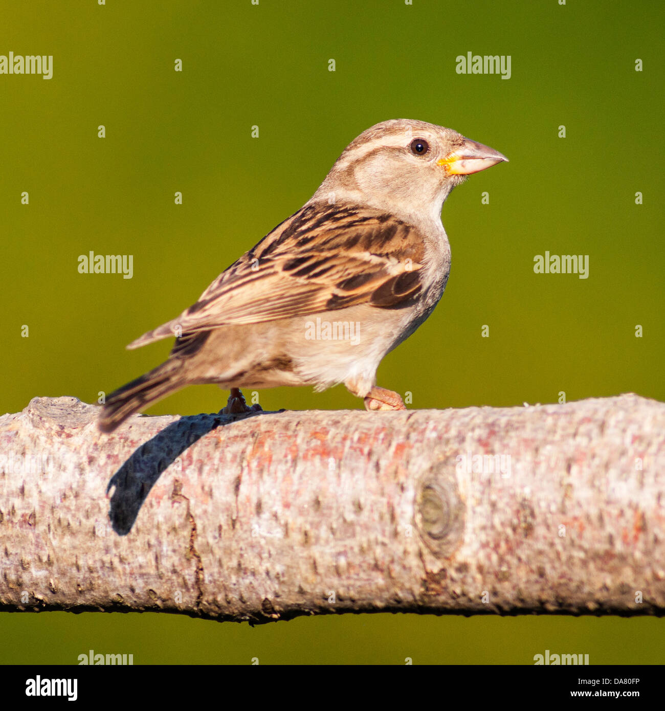 Un close up ritratto di una donna casa passero (passer domesticus) con una diffusa sfondo verde preso in un giardino del Regno Unito Foto Stock