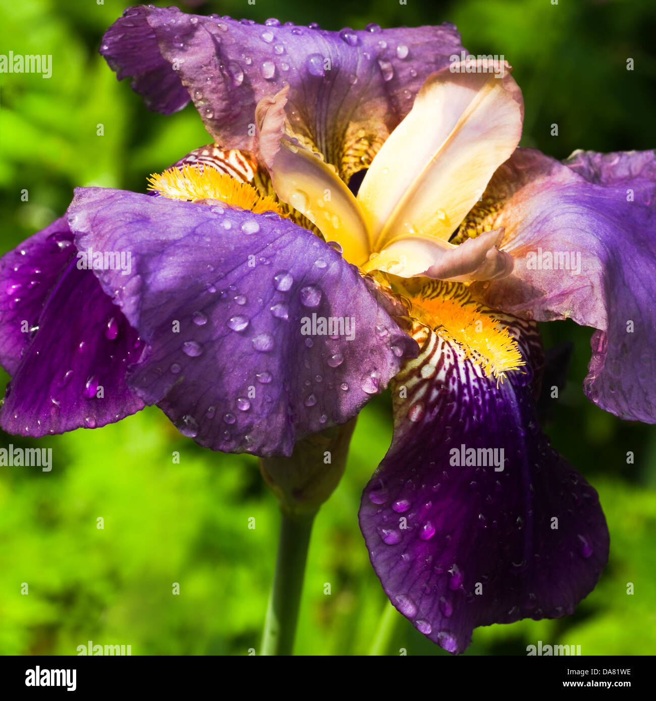 Viola tedesco o Iris germanica Iris close up con gocce di pioggia - immagine quadrata Foto Stock