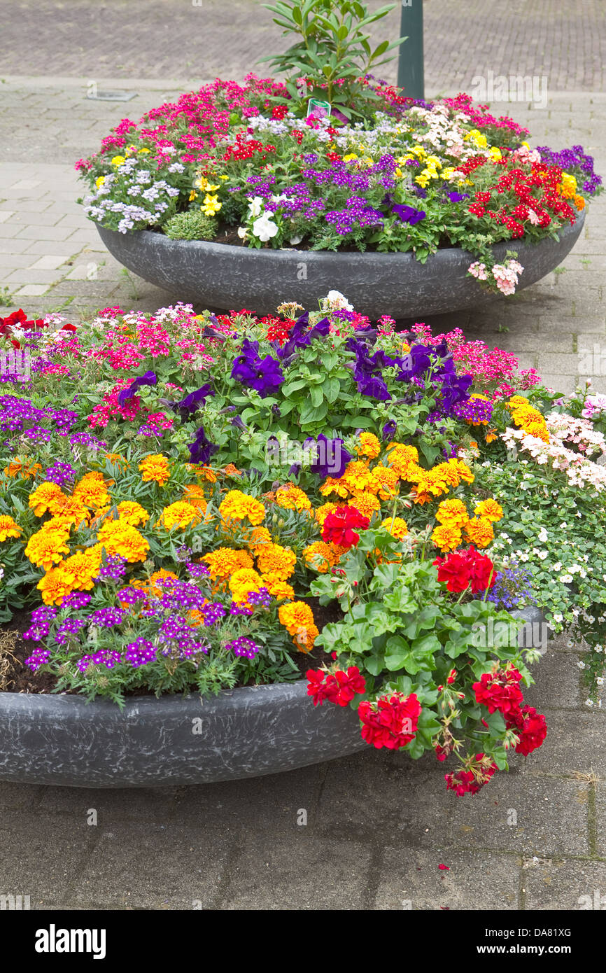 Decorazione colorata di contenitori con fiori estivi in strada di città Foto Stock