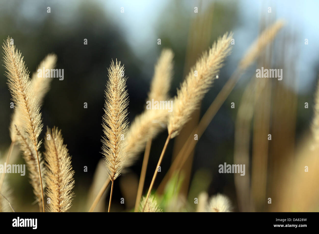 Questa è una pianta infestante, secco, pianta morta, come alcuni natura dello sfondo. Foto Stock