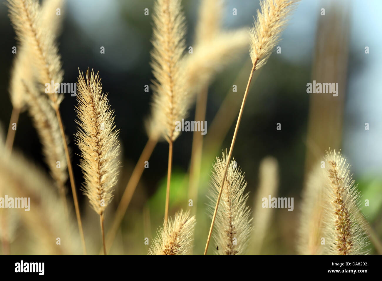 Questa è una pianta infestante, secco, pianta morta, come alcuni natura dello sfondo. Foto Stock