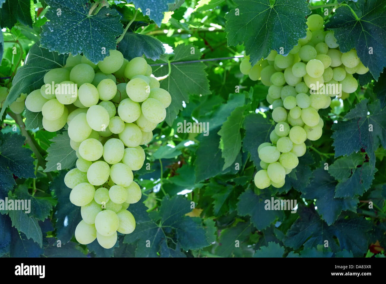 Uva bianca su un vitigno Foto Stock