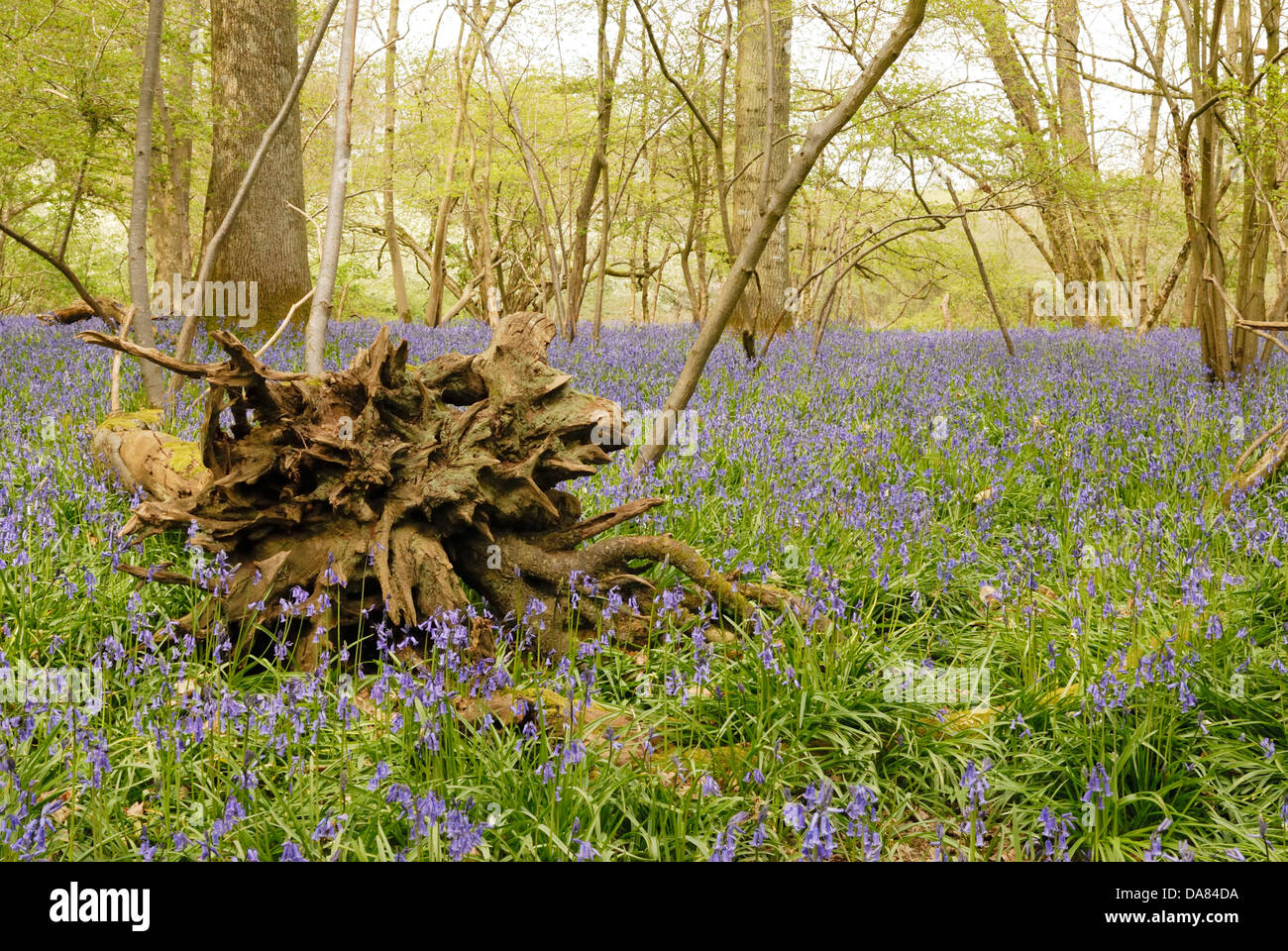 Un albero caduto fornisce un habitat ideale per la fauna selvatica nel West Sussex. Foto Stock