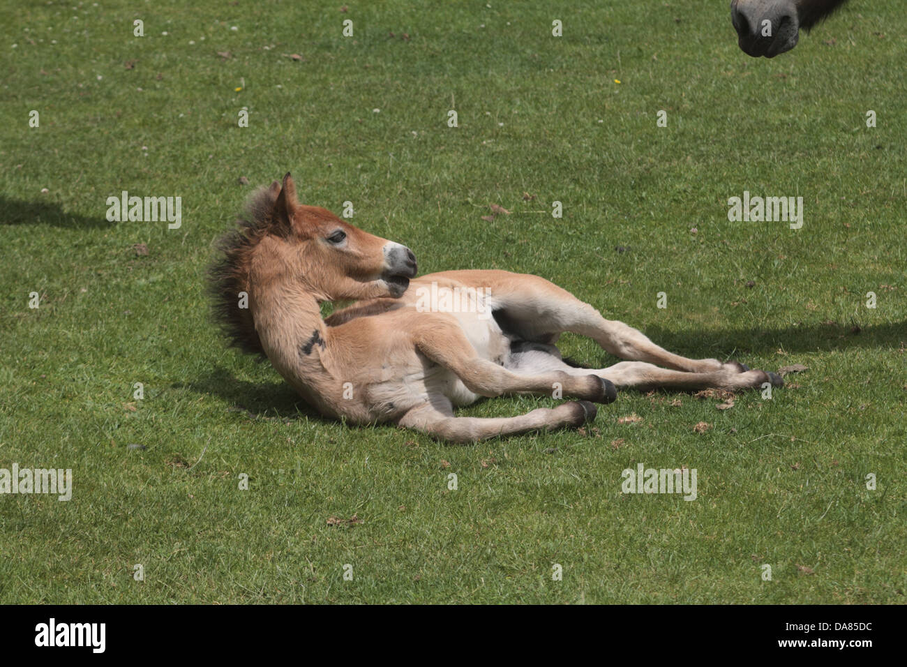 Exmoor pony puledro sdraiati sull'erba. Regno Unito Foto Stock