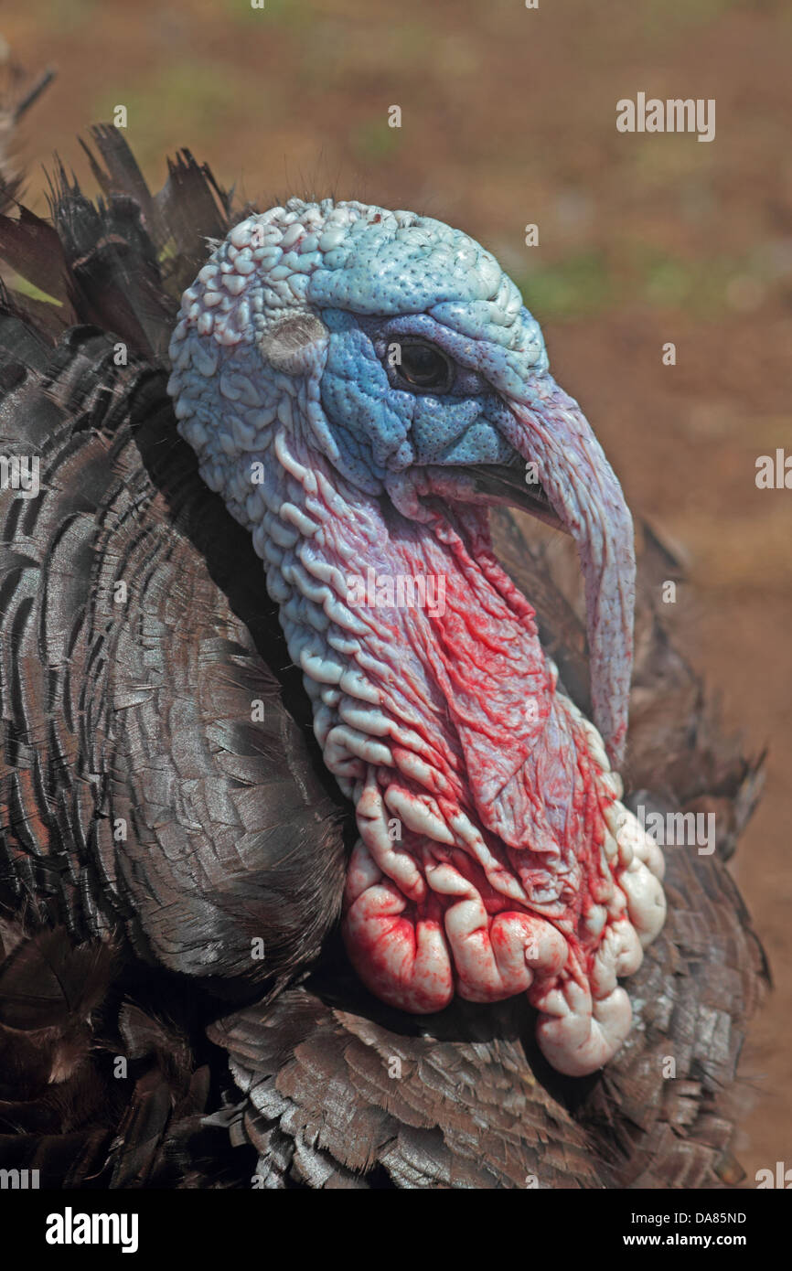 Primo piano della Turchia domestico. Regno Unito Foto Stock