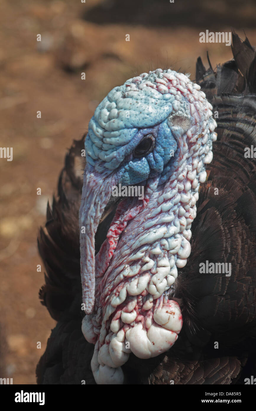 Primo piano della Turchia domestico. Regno Unito Foto Stock