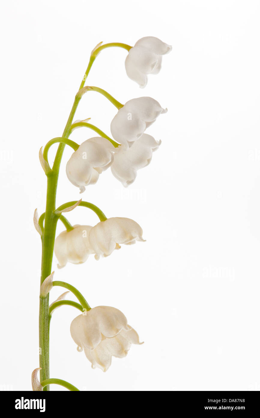 Il giglio della valle / convallaria majalis Foto Stock