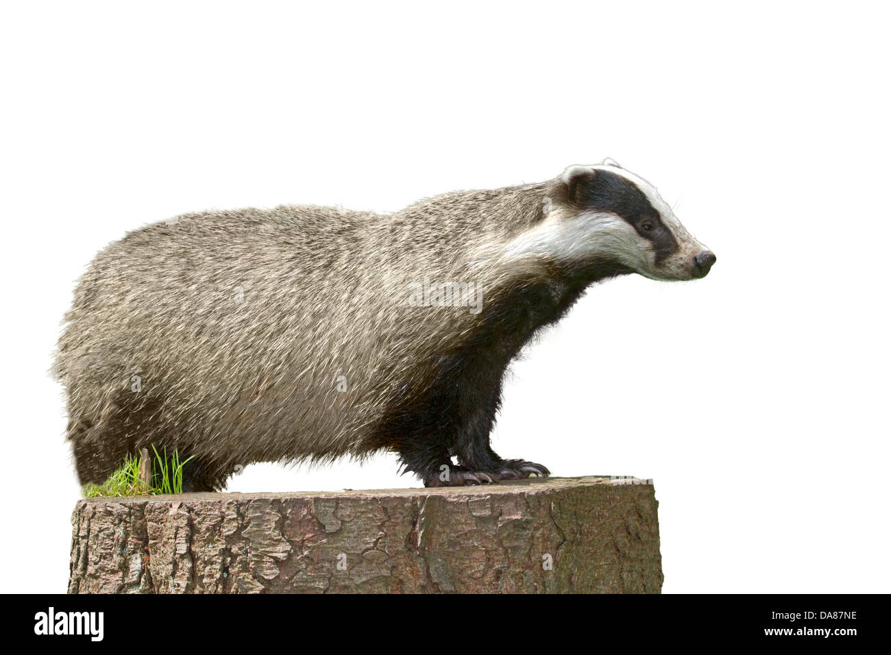 Unione badger / Meles meles Foto Stock