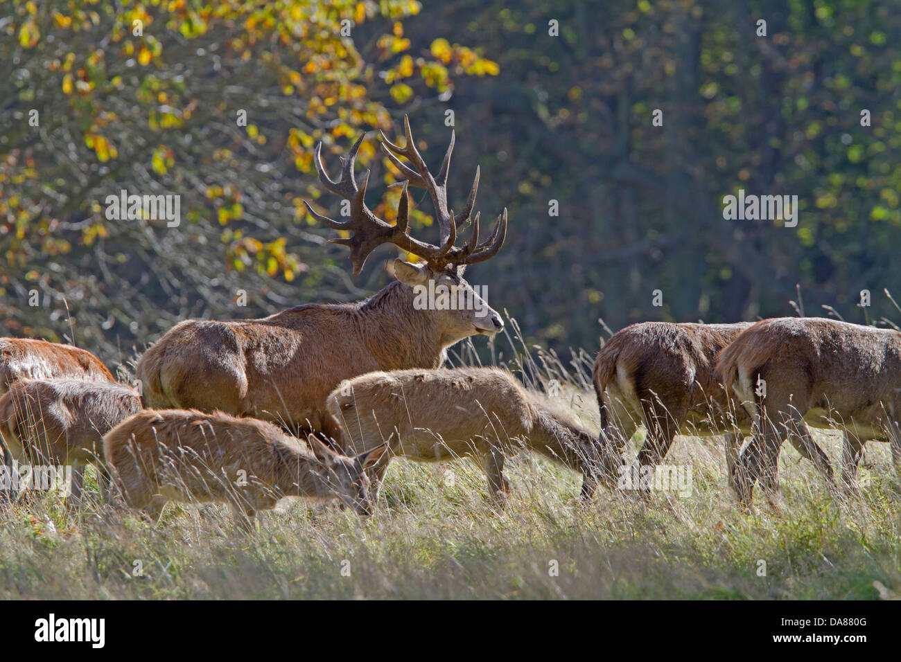 Il cervo (Cervus elaphus) Foto Stock