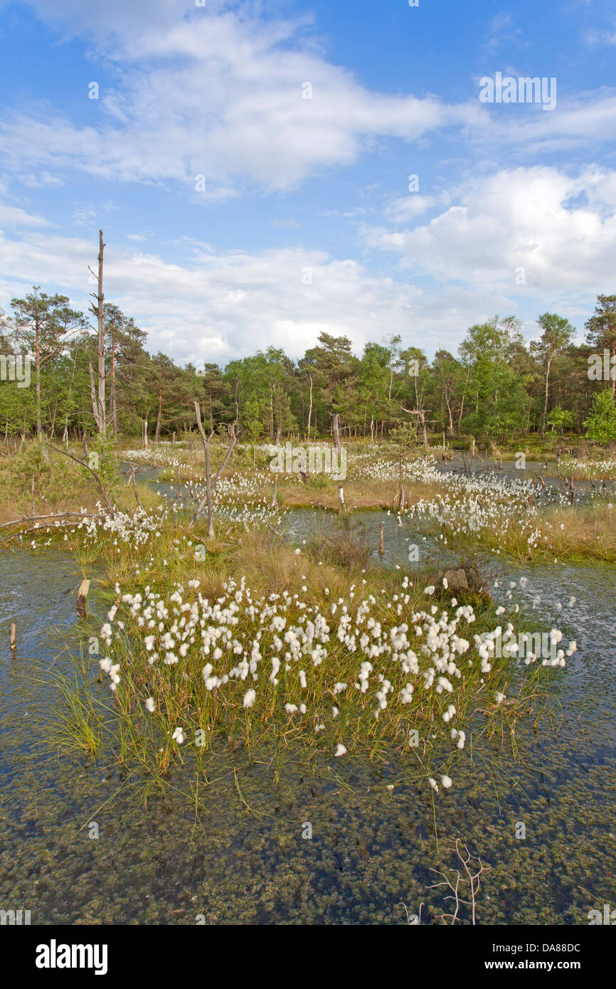 Blooming comune erba di cotone / Eriophorum angustifolium Foto Stock