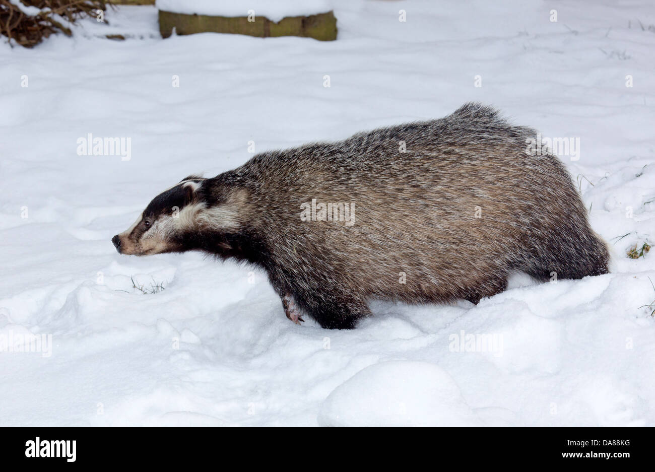 Unione badger con neve / Meles meles Foto Stock