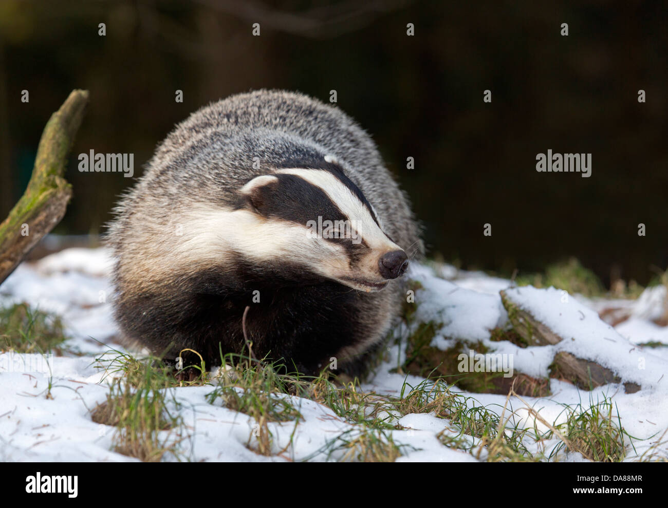 Unione badger nella neve (Meles meles) Foto Stock