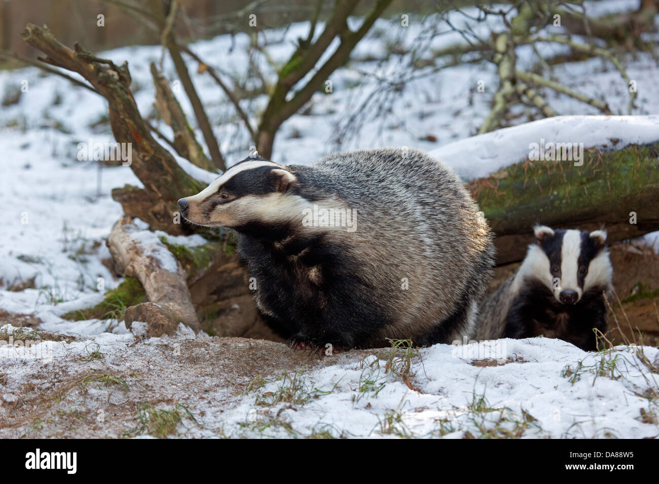 Unione badger nella neve (Meles meles) Foto Stock