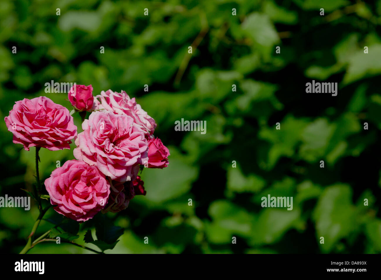 Le Rose in giardino Foto Stock