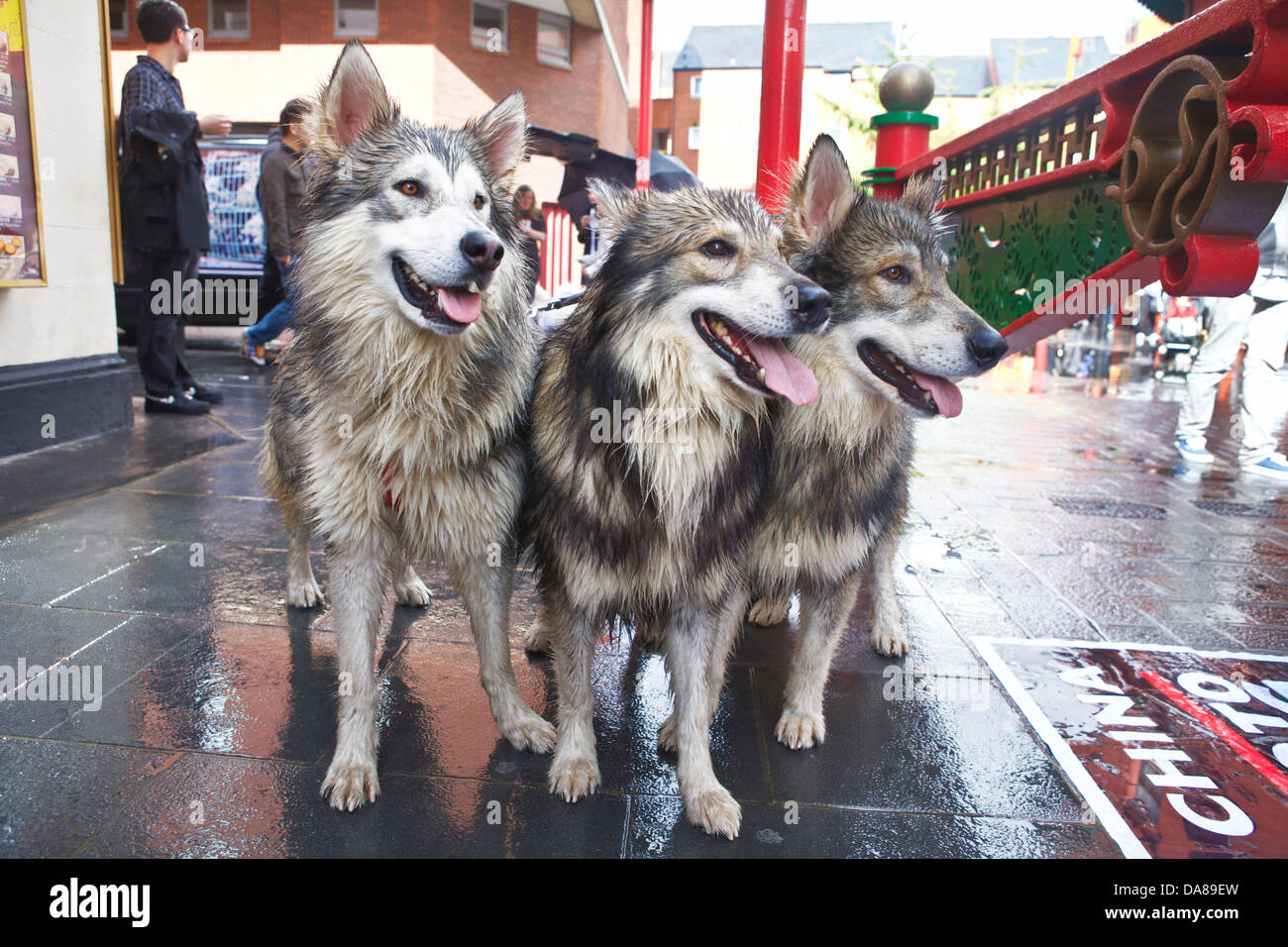 Una vista che mostra 3 Utonagan Wolf come cani con persone in background. Foto Stock