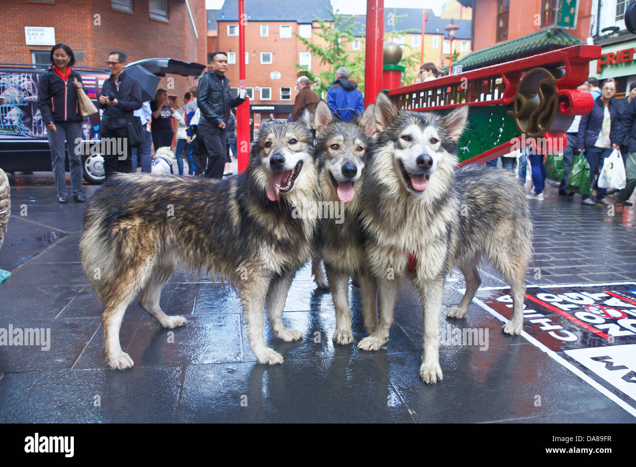 Una vista che mostra 3 Utonagan Wolf come cani con persone in background. Foto Stock