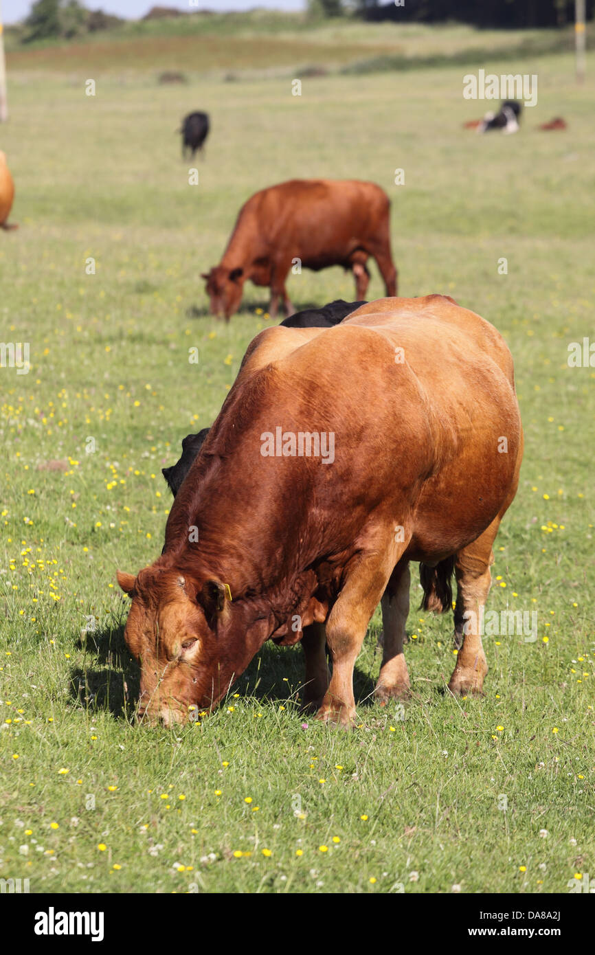 Brown bull pascolare in un campo di vacche in Somerset REGNO UNITO Foto Stock