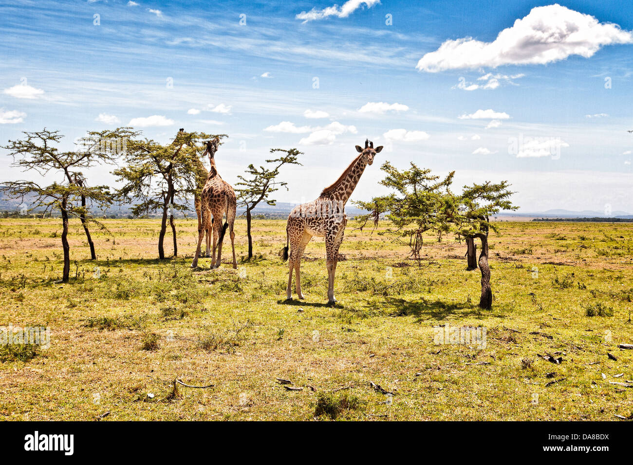 Le giraffe navigazione da loro preferito gli alberi del Masai Mara, Kenya Foto Stock