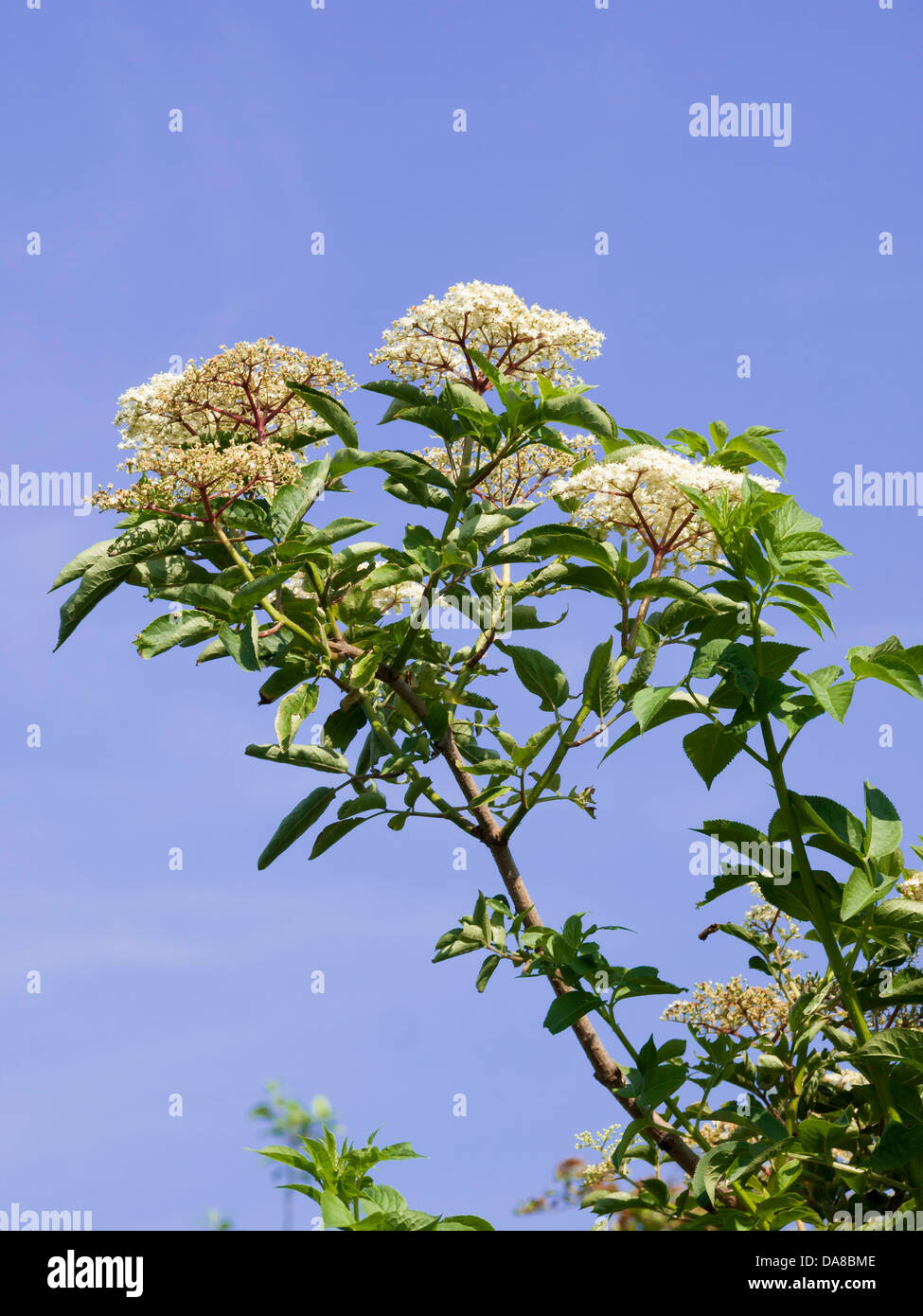 Fiore di un albero di sambuco Sambucus nigra Foto Stock