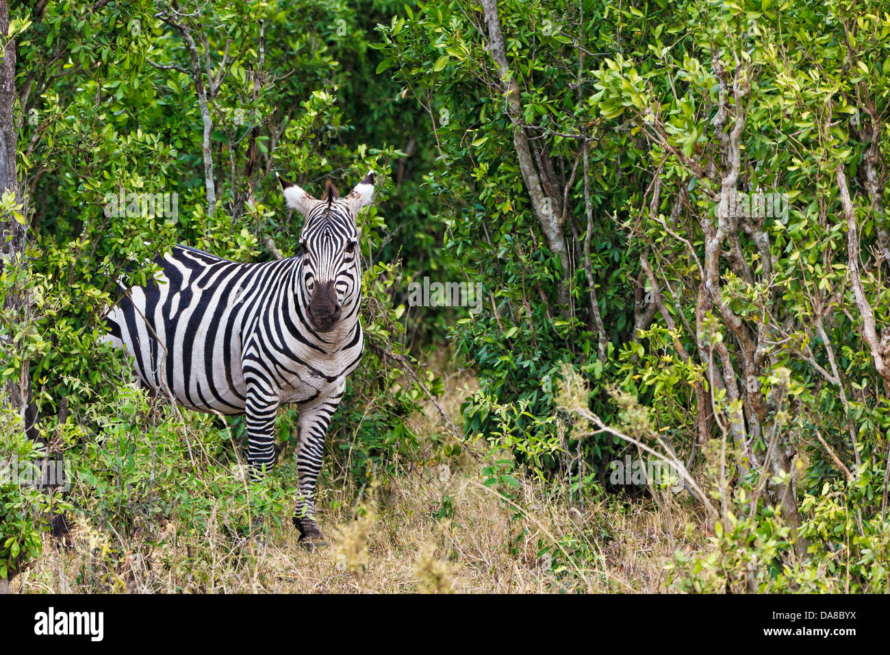 Zebra proveniente dalla boccola del Masai Mara National Park in Kenya, Africa Foto Stock
