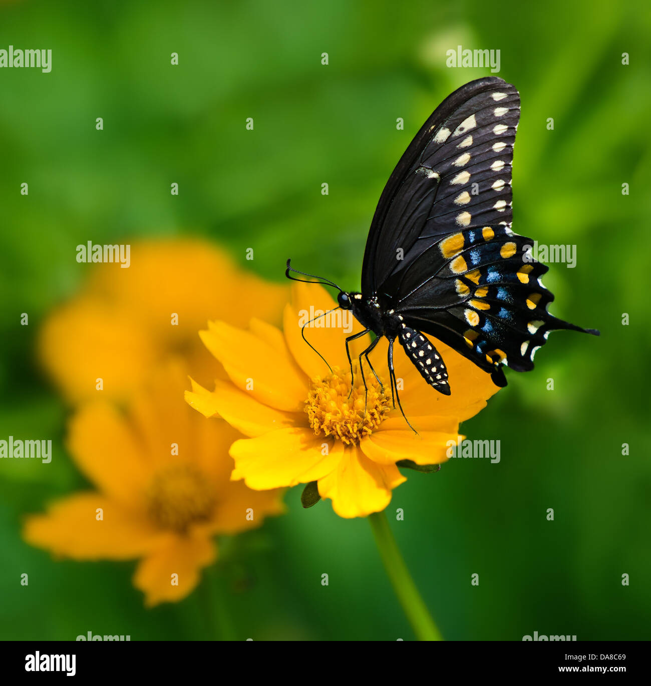 Nero a farfalla a coda di rondine (Papilio polyxenes) alimentazione su giallo fiore Tickseed Foto Stock