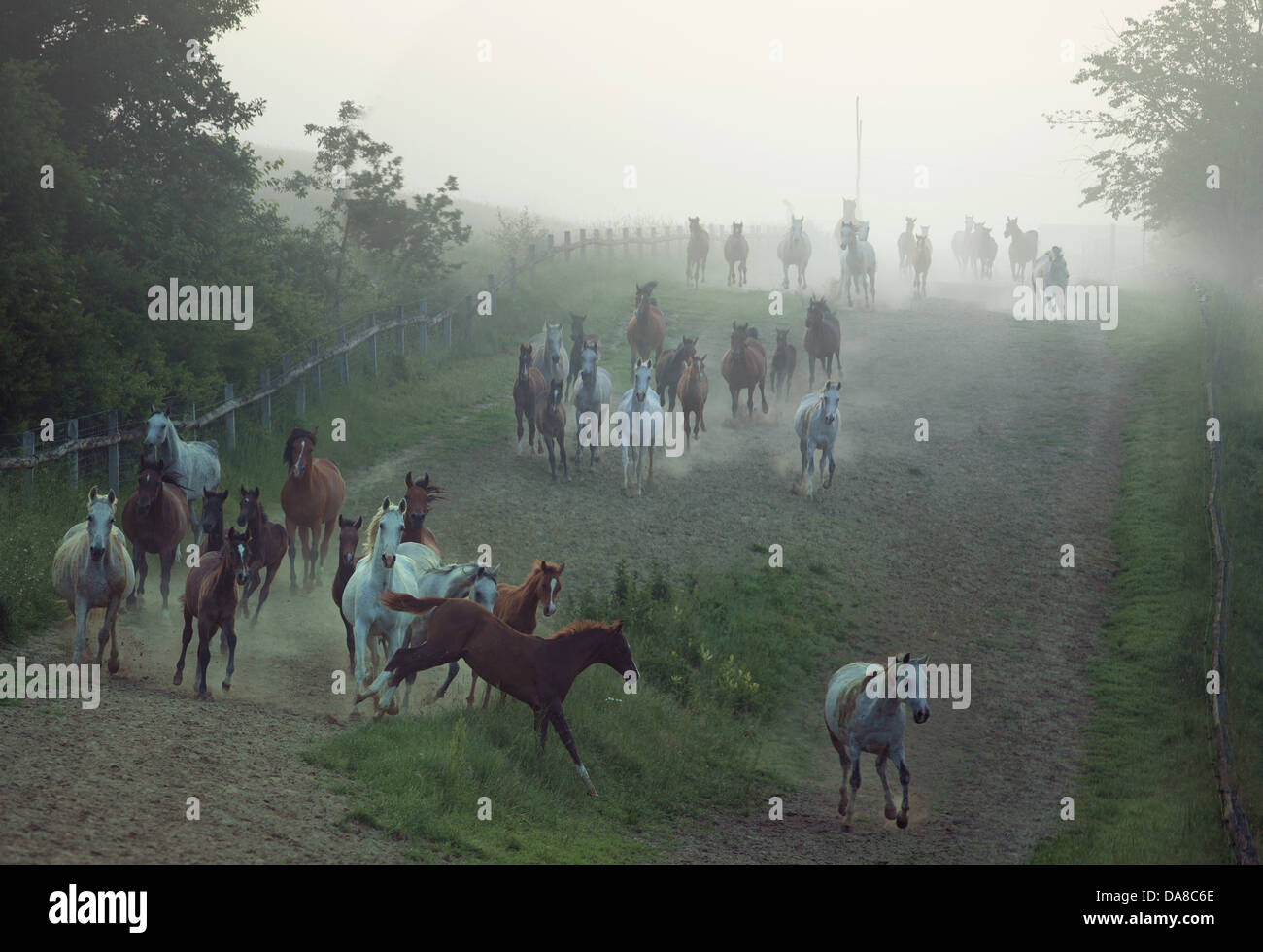 Stormi di forte cavalli in esecuzione presso l area rular Foto Stock