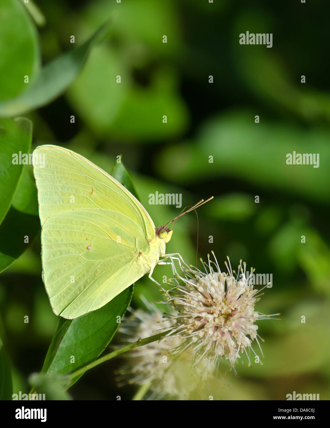Zolfo senza nuvole butterfly (Phoebis sennae) alimentazione sul pulsante bush flower Foto Stock