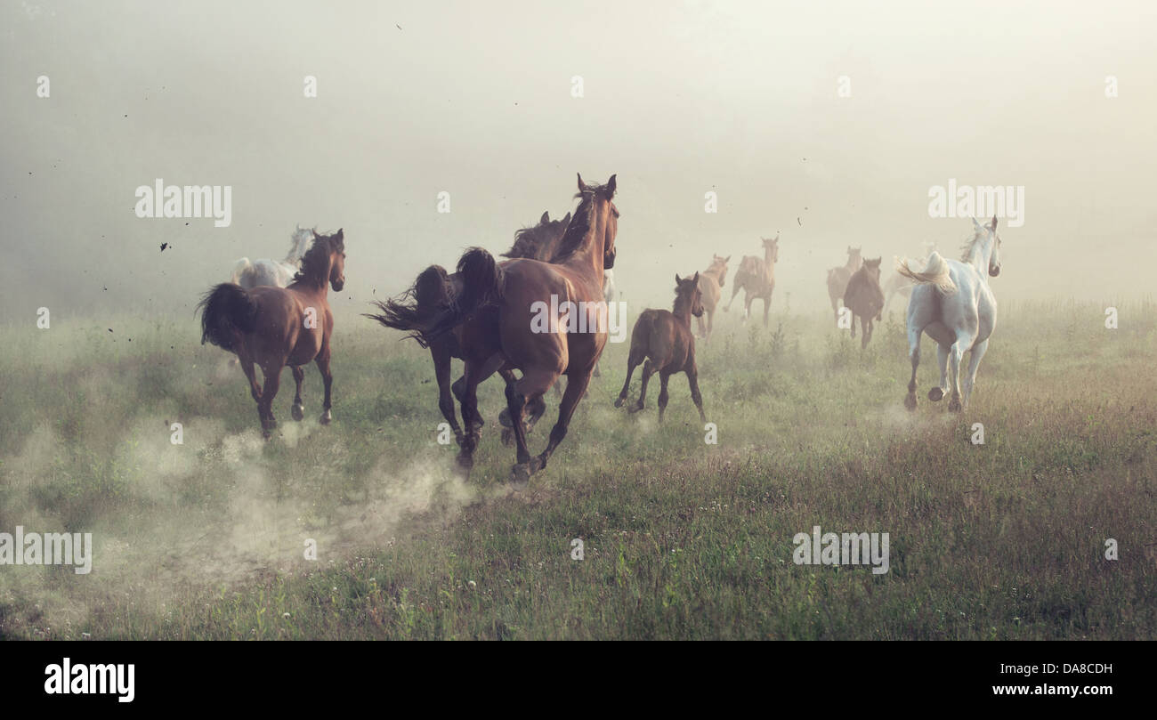 Gruppo di cavalli sul prato al mattino Foto Stock