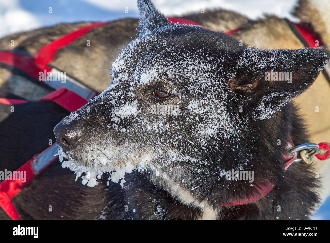 Sled Dog con il volto coperto di brina in corrispondenza Wapusk avventure lo sleddog funzionamento, Churchill, MB Foto Stock