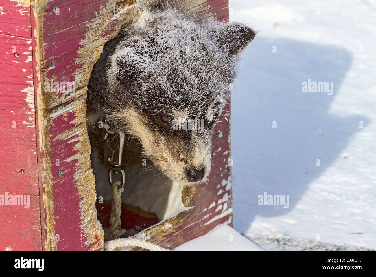 Canadian Eskimo cucciolo di cane in Churchill, MB, Canada Foto Stock