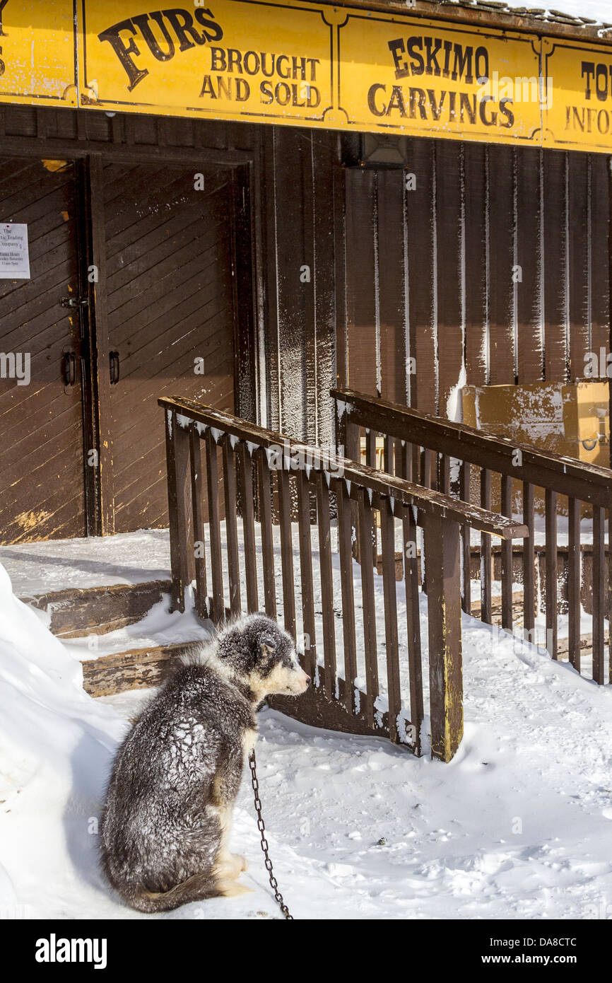 Canadian Eskimo cucciolo di cane al di fuori del negozio di souvenir in Churchill, MB, Canada Foto Stock