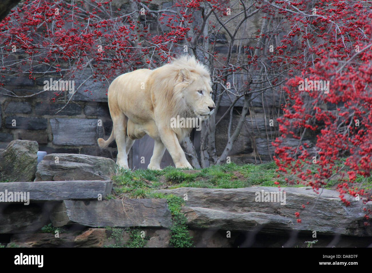 Leoni africani in mostra presso lo Zoo di Philadelphia, Pennsylvania. Per solo uso editoriale. Foto Stock