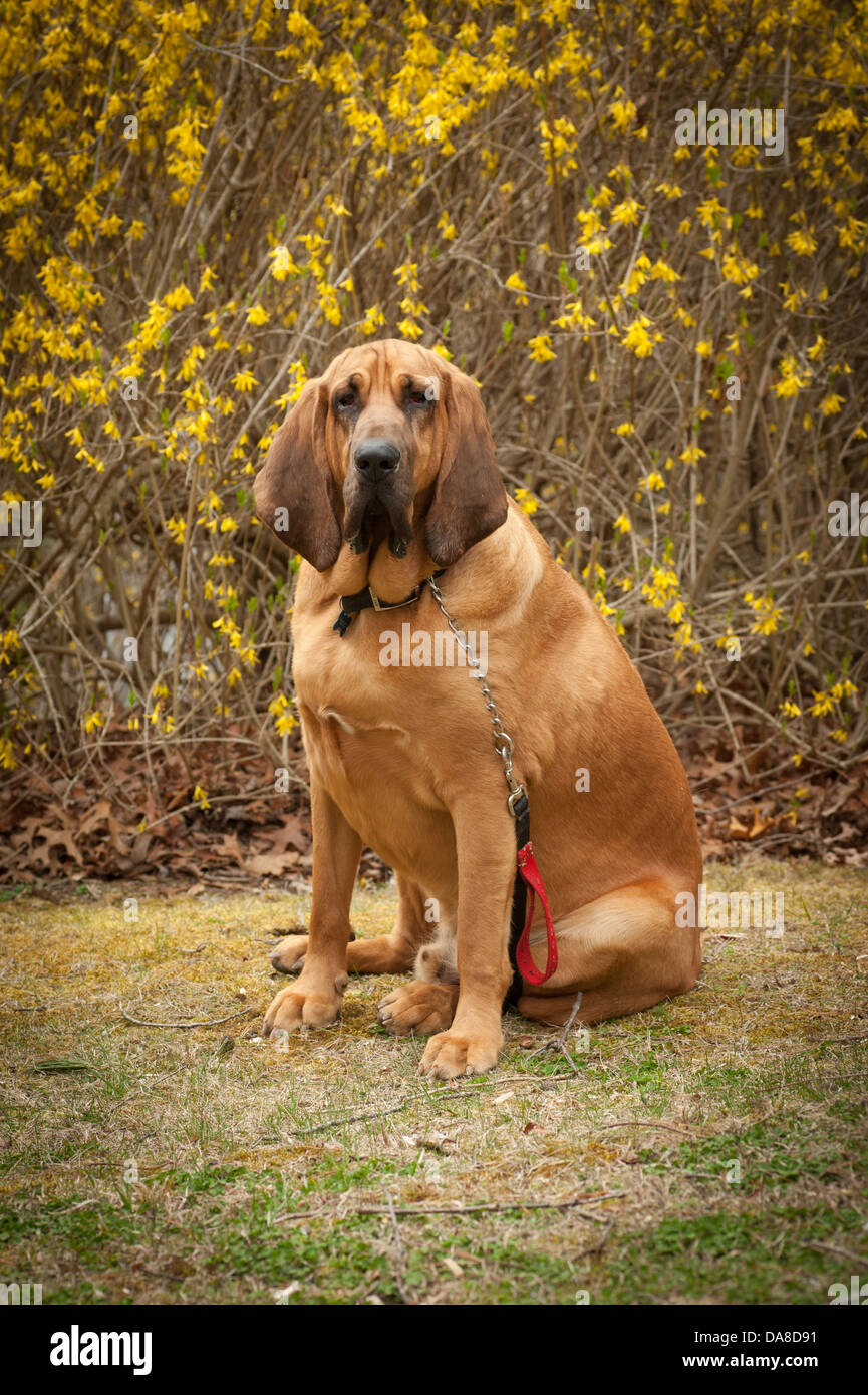 Un full blooded sangue hound si siede di fronte a una fioritura di boccola elastica con un aspetto triste sul suo volto, l'aspetto tipico per il bloodhound. Foto Stock