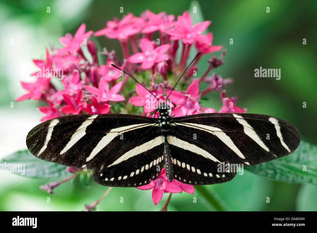 Zebra Heliconia aka: Zebra Longwing (Heliconius charitonius), Costa Rica Foto Stock