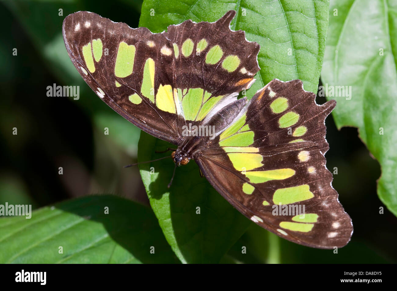 Malachite Butterfly (Siproeta stelenes), Costa Rica Foto Stock