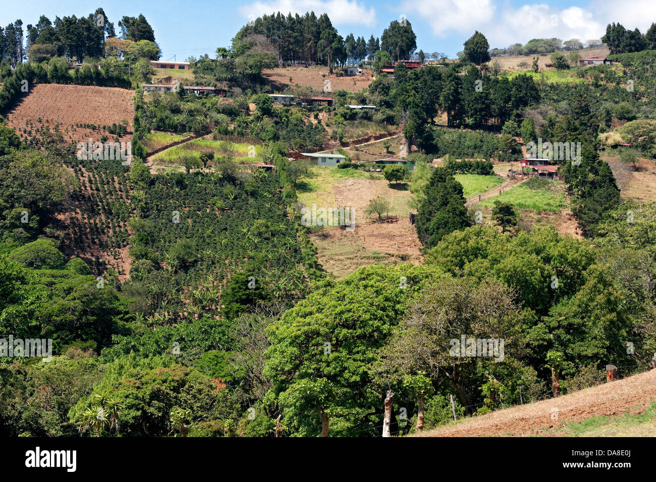 Costa Rican campagna. Caffè colture in crescita sulla collina. Foto Stock