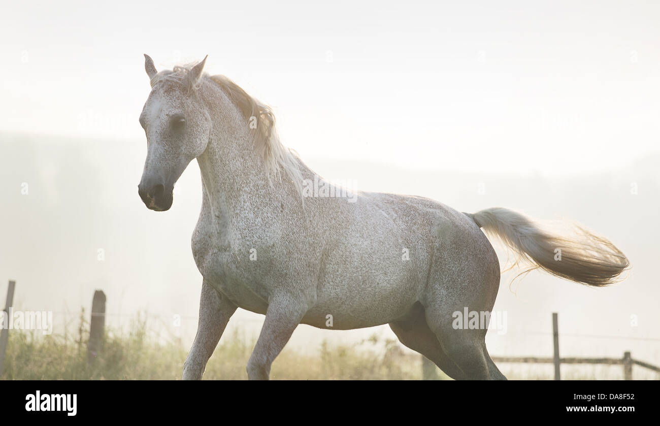 Bianco, cavallo forte sulla vera libertà Foto Stock